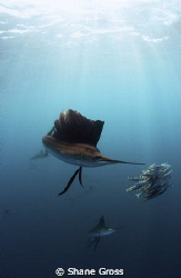 Atlantic Sailfish feeding off Isla Mujeres. Nikon D90, To... by Shane Gross 